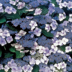 Close-up of Blue Billow hydrangea lacecap bloom showing delicate outer florets and clustered center in soft blue summer color