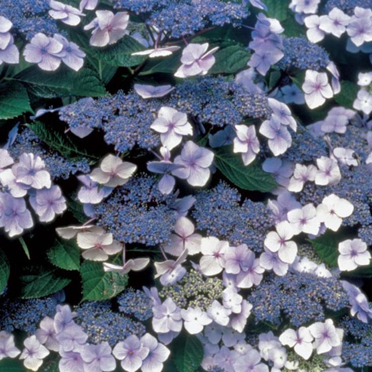 Close-up of Blue Billow hydrangea lacecap bloom showing delicate outer florets and clustered center in soft blue summer color